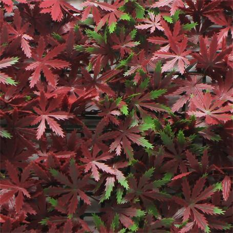 Jardín vertical artificial para pared